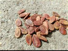 تخمه