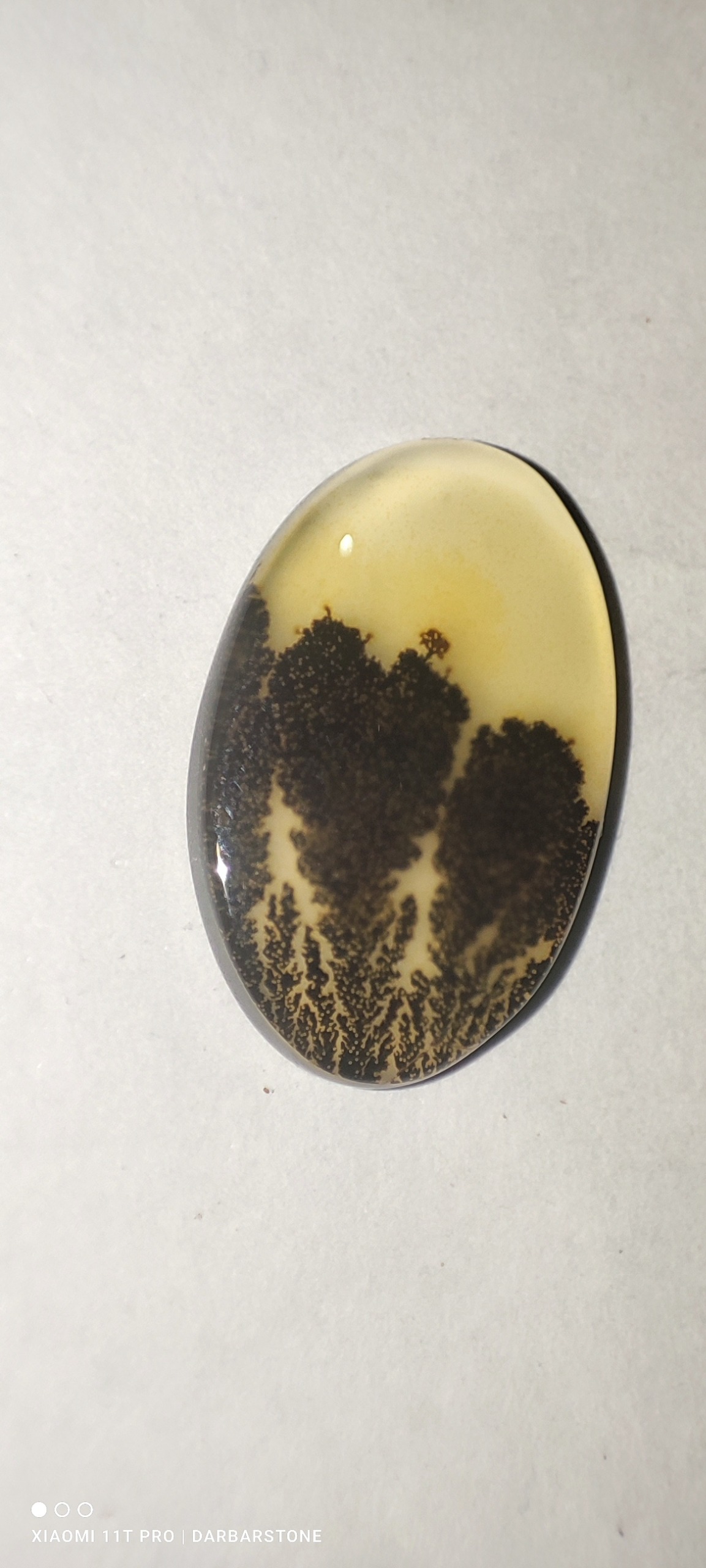 شجر هندی کلکسیونی