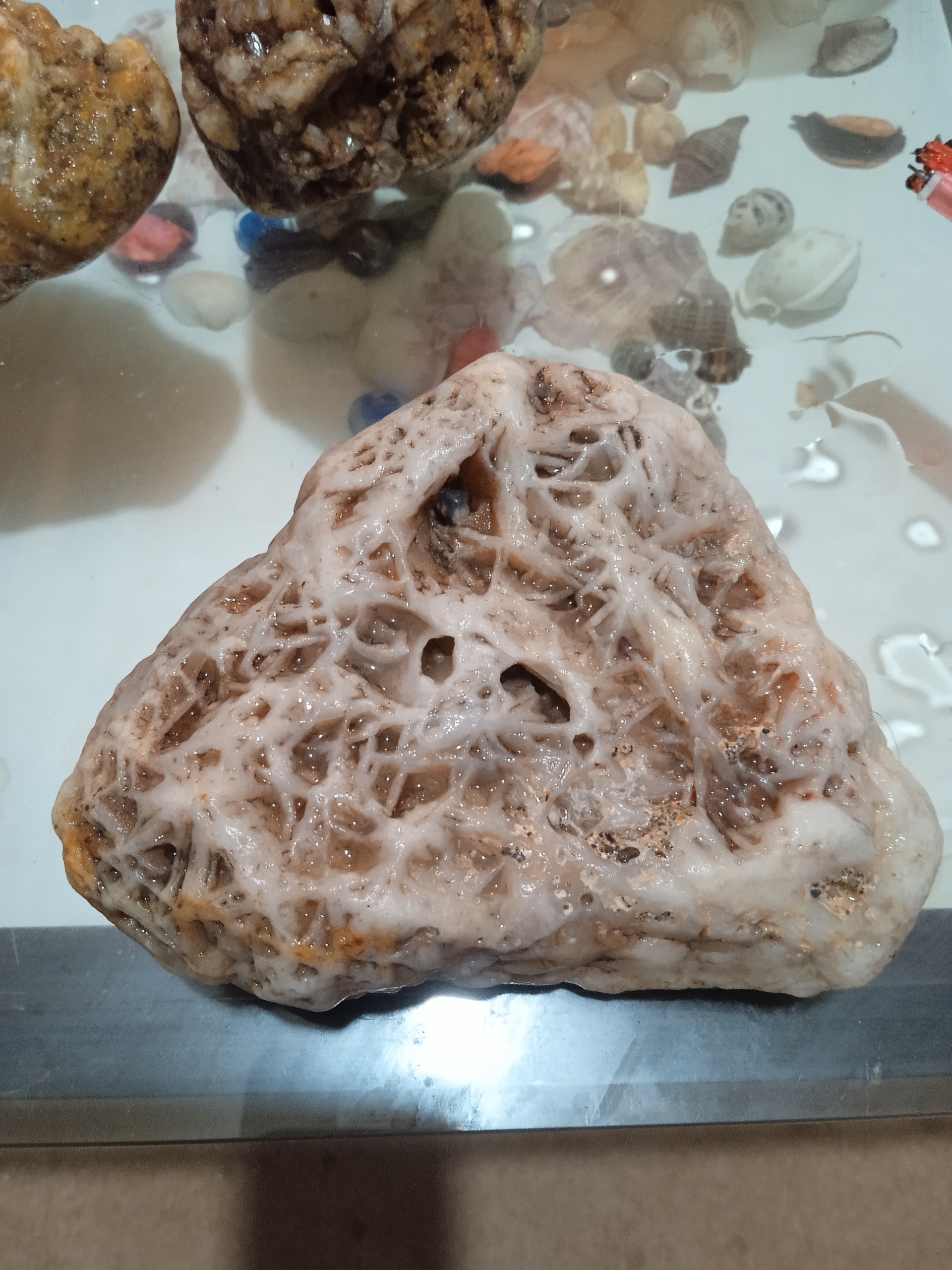 فسیل مرجان کهن