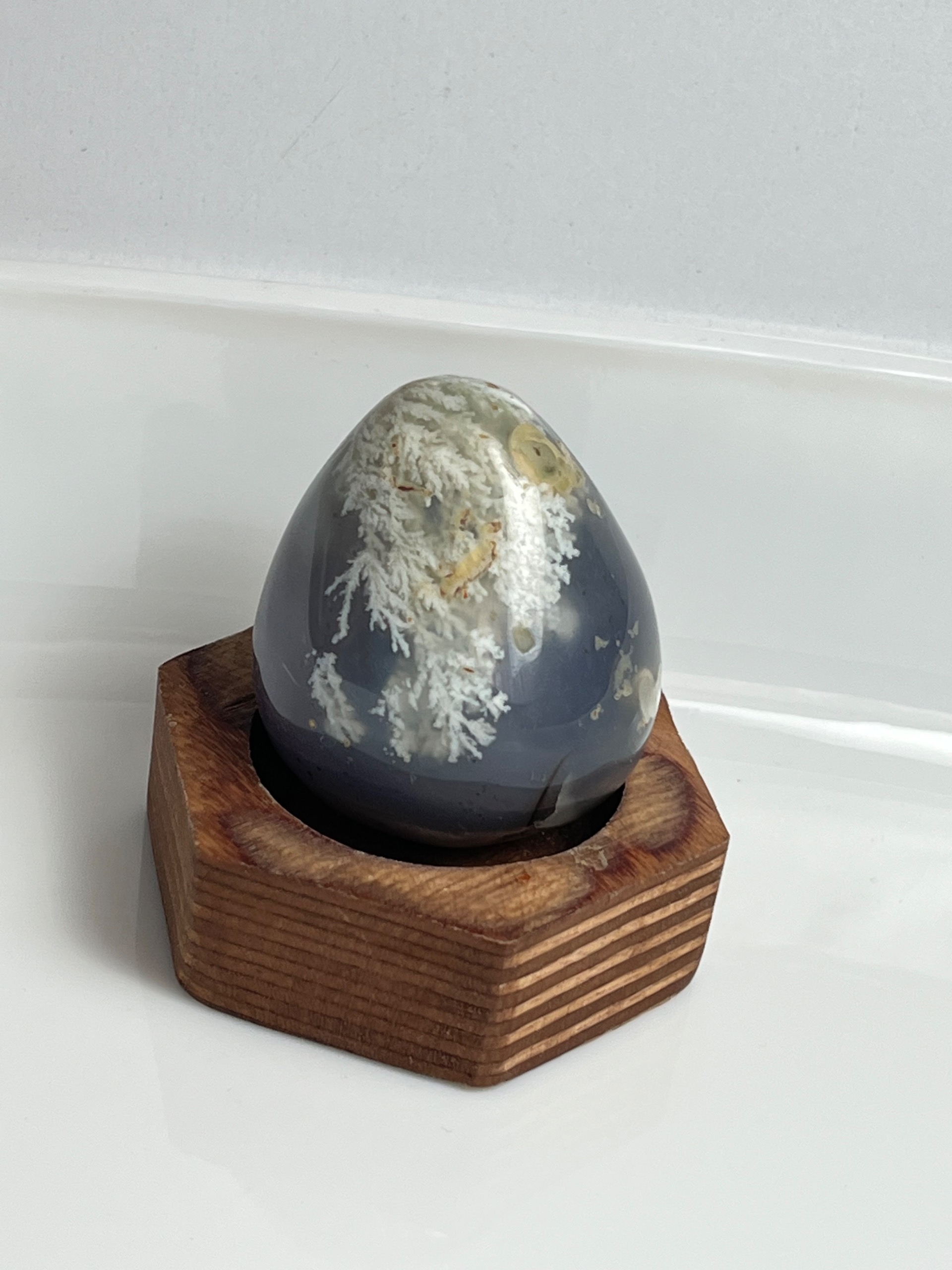 تخم مرغ شجر فردوس