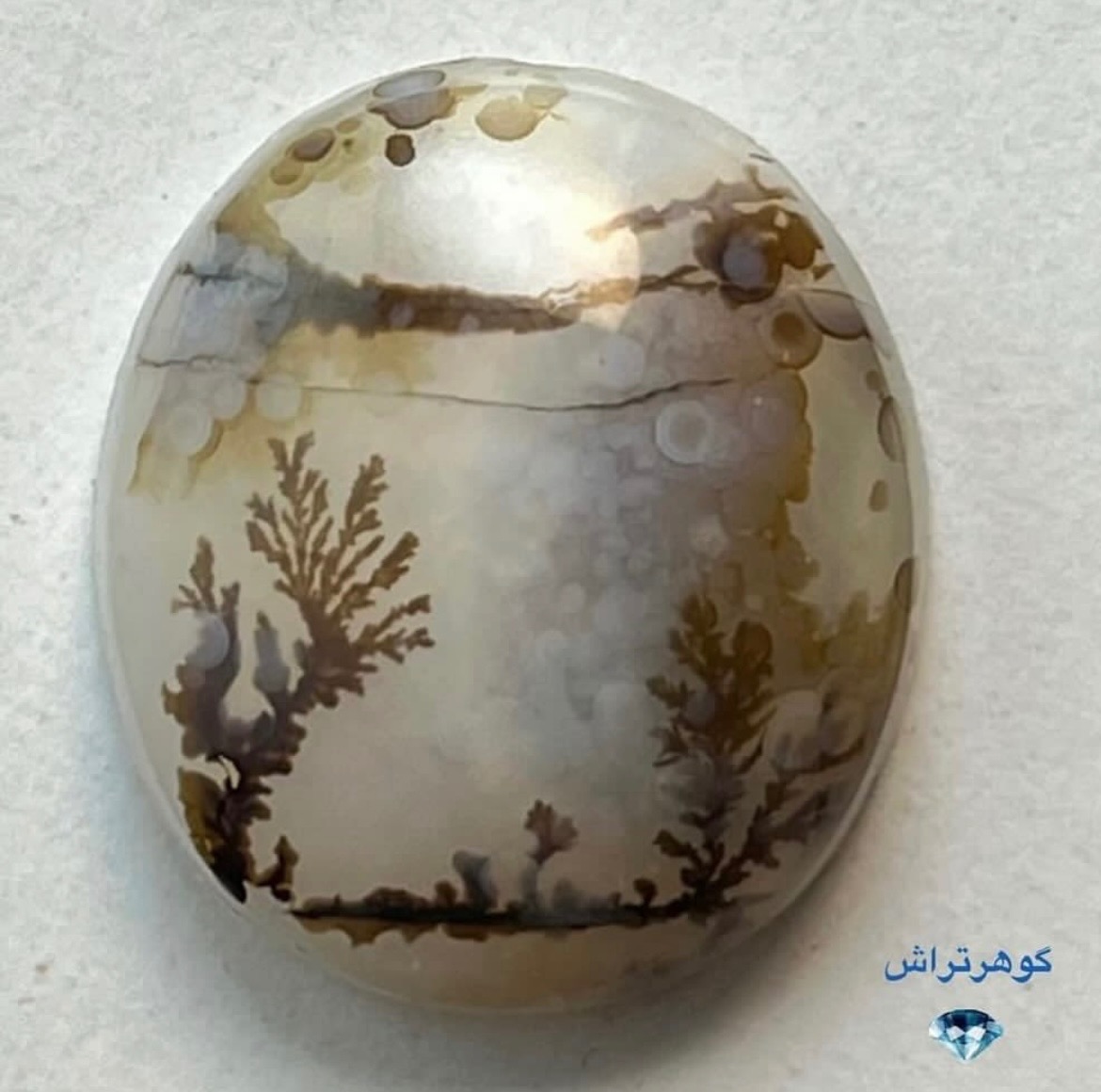 نگین شجر قاین