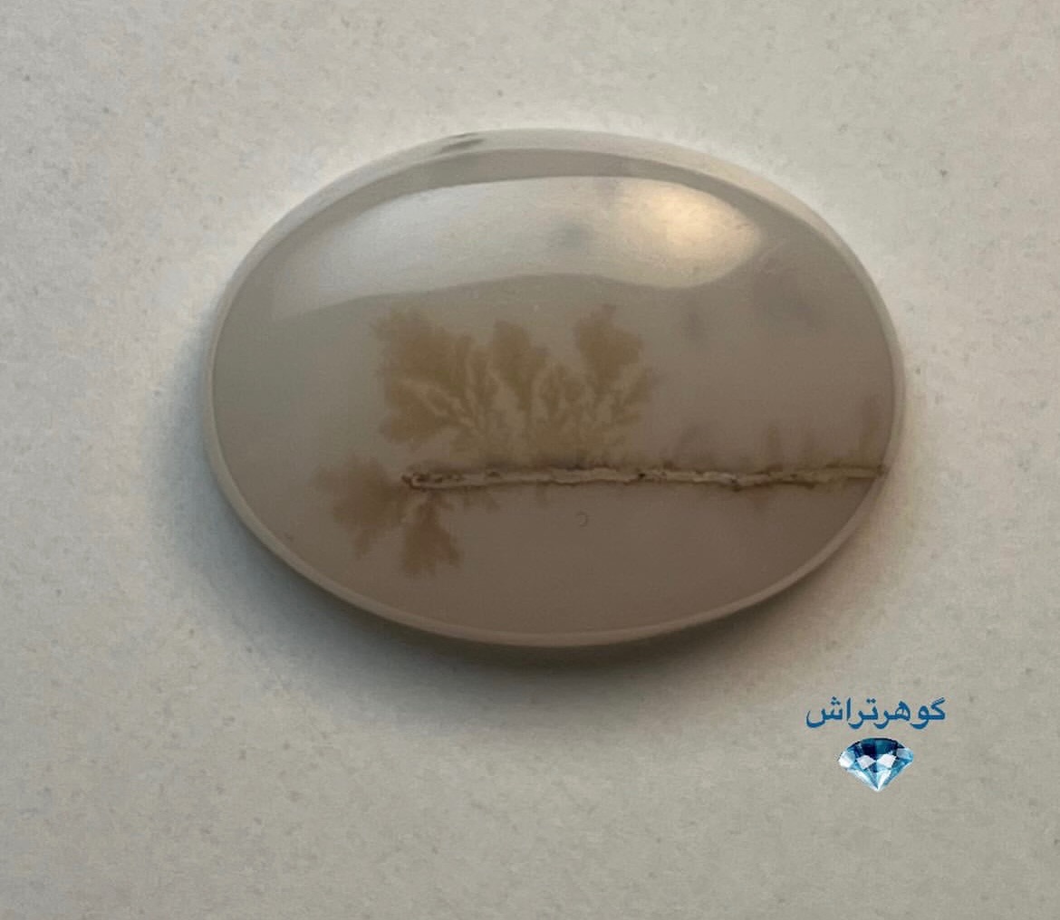 شجر قاین سوزنی