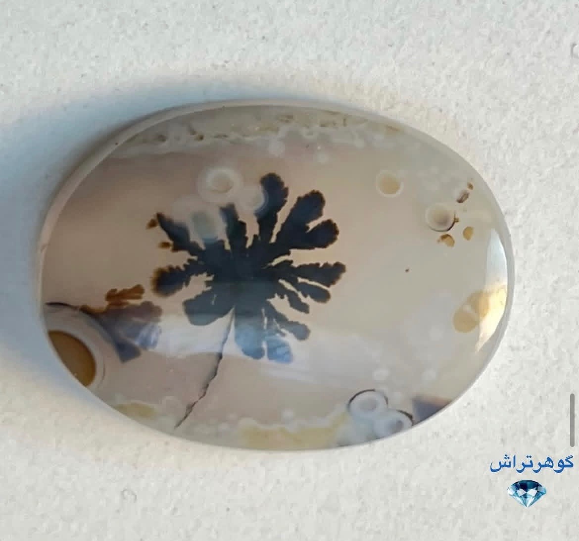 شجر طبیعی قاین