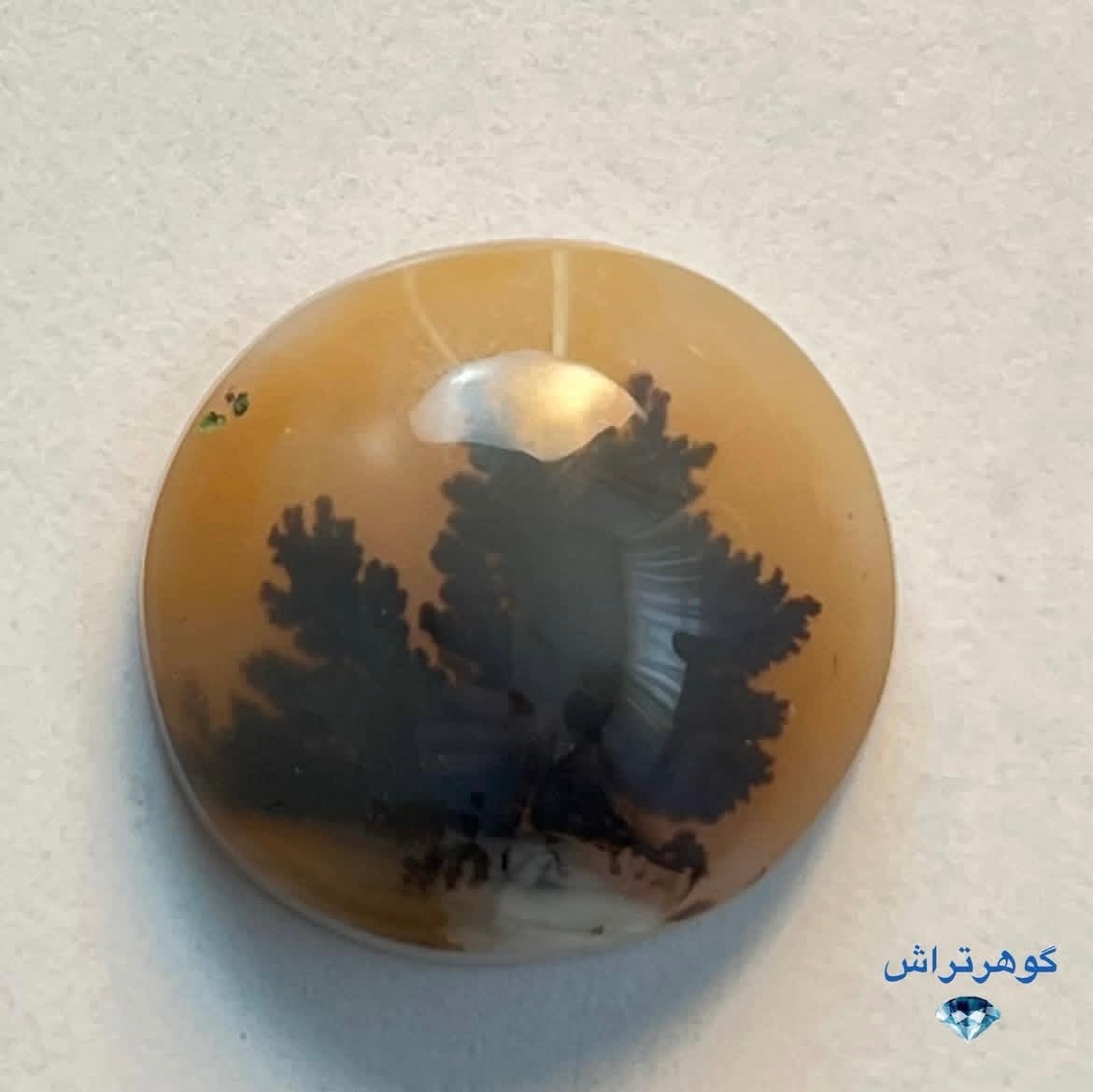 شجر پرتقالی قاین
