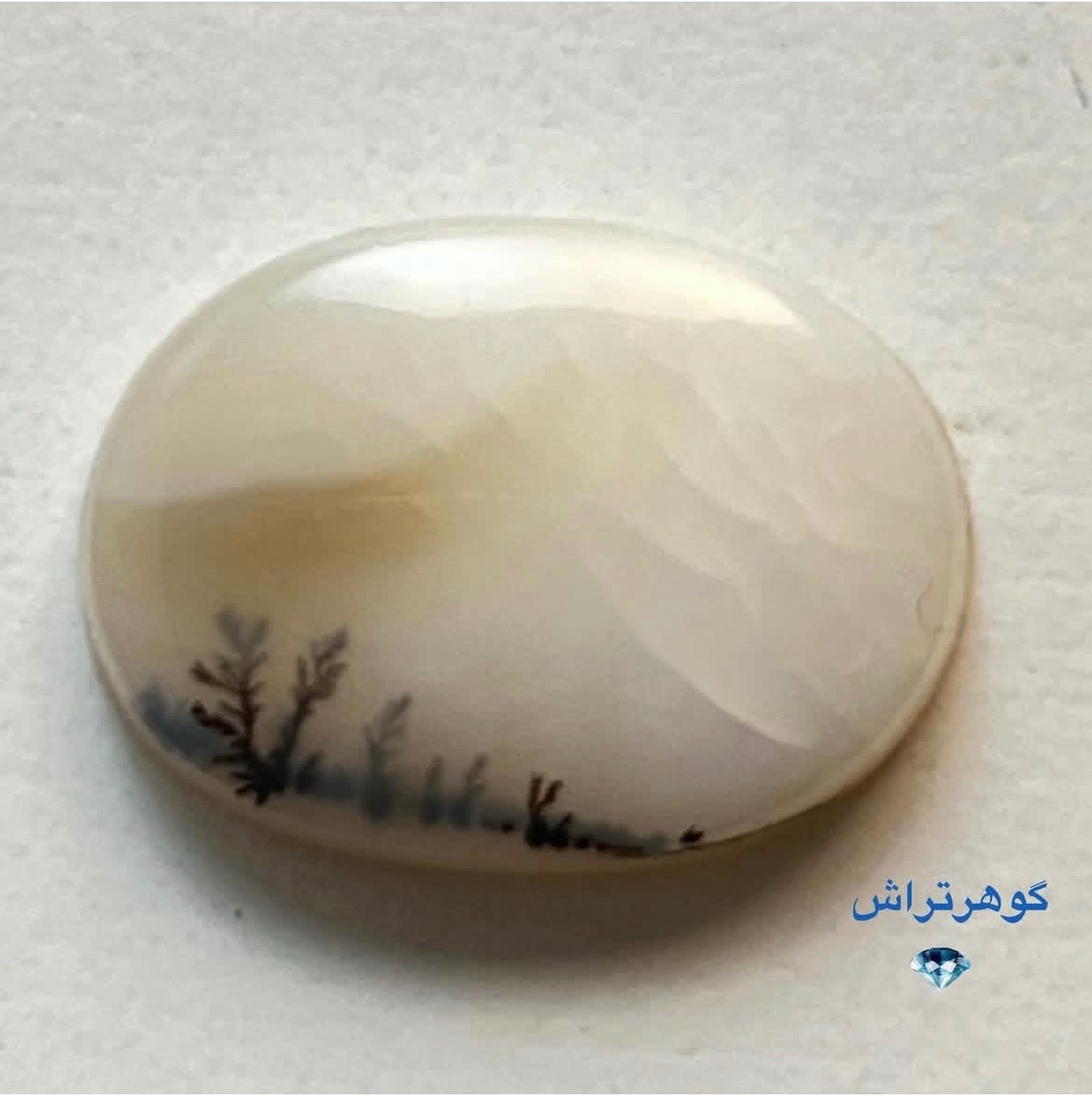 شجر زیبای قاین