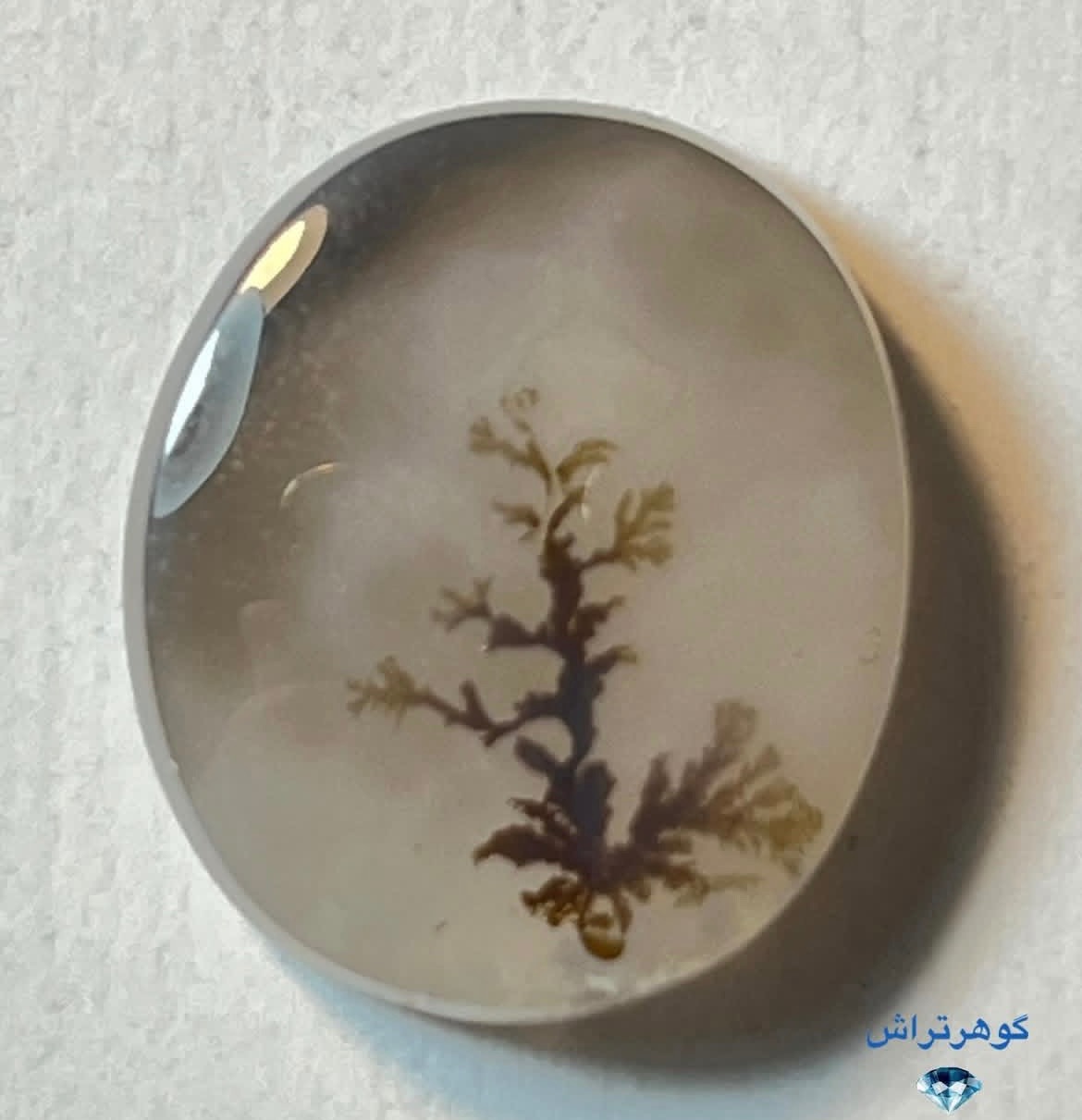 شجر زیبای قاین