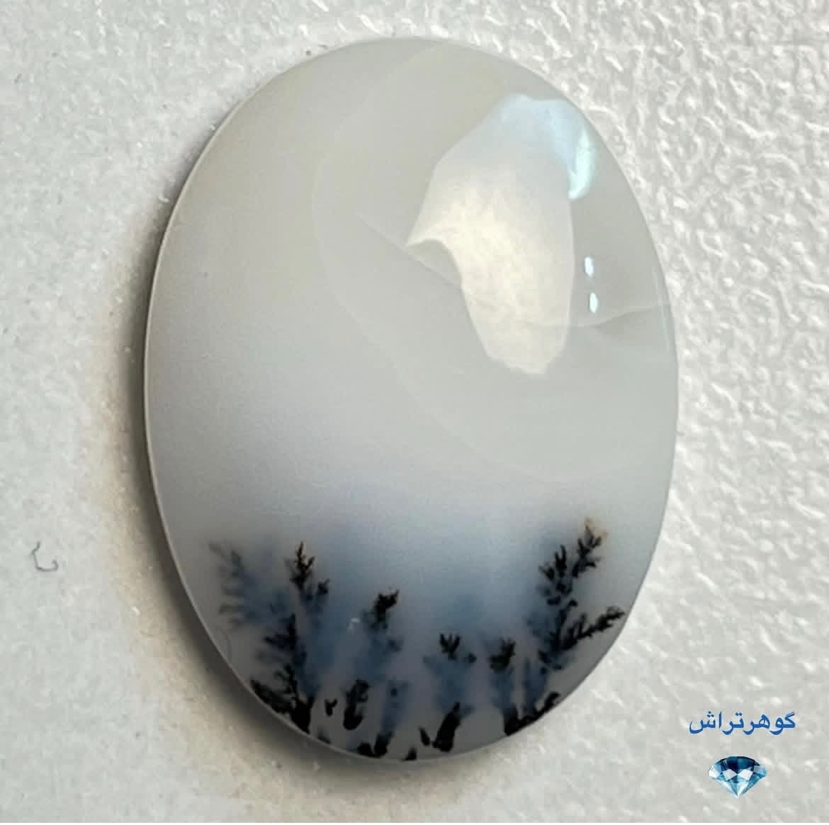 شجر طبیعی قاین