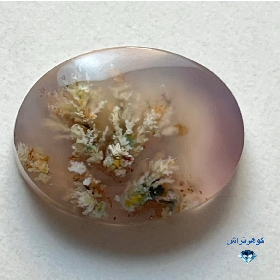 نگین شجر بهاره