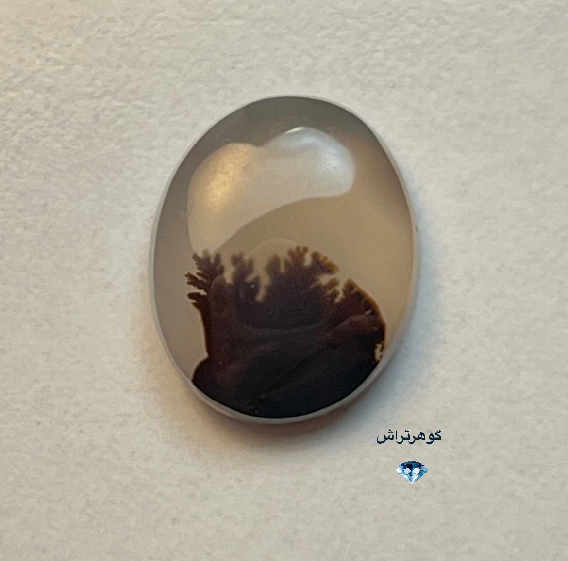 شجر قاین زیبا