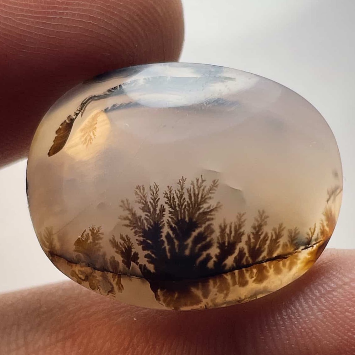 شجر قرینه قاین