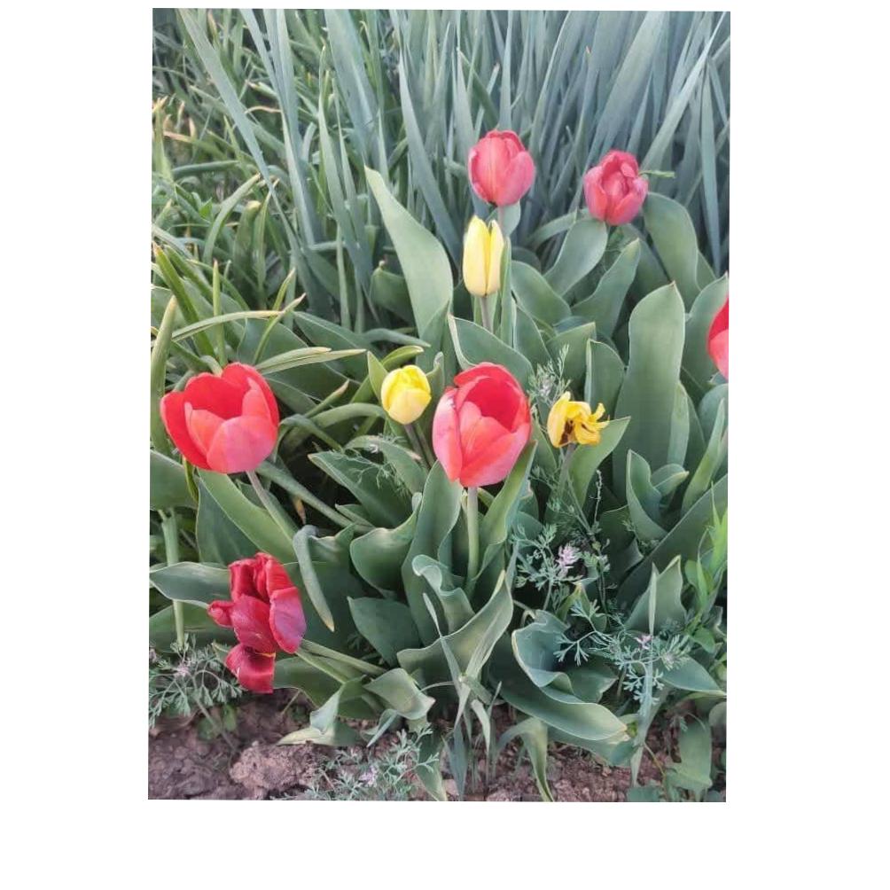 پیاز لاله ایرانی