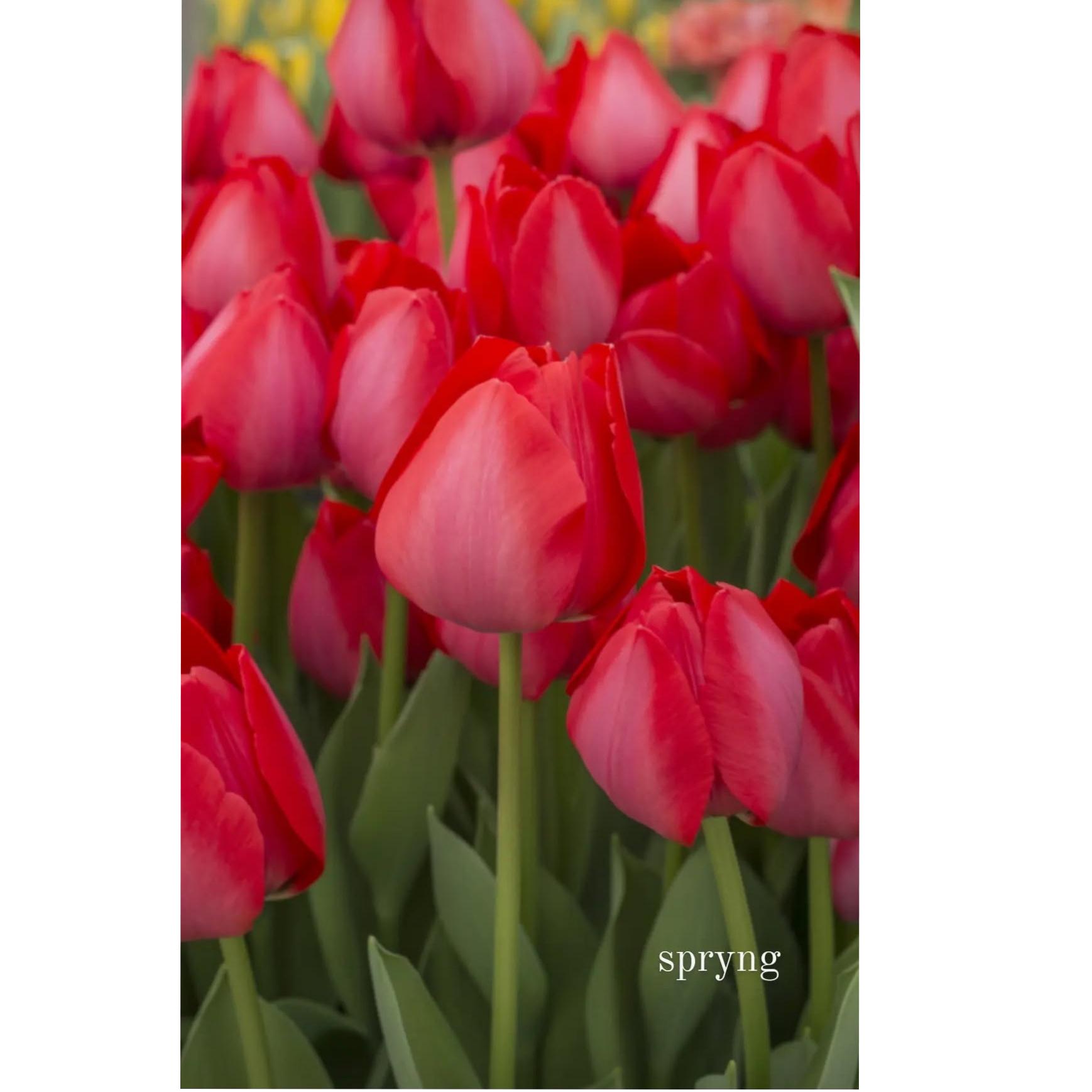 پیاز لاله هلندی اسپیرینگ