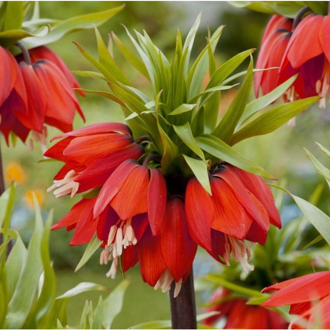 پیاز لاله واژگون