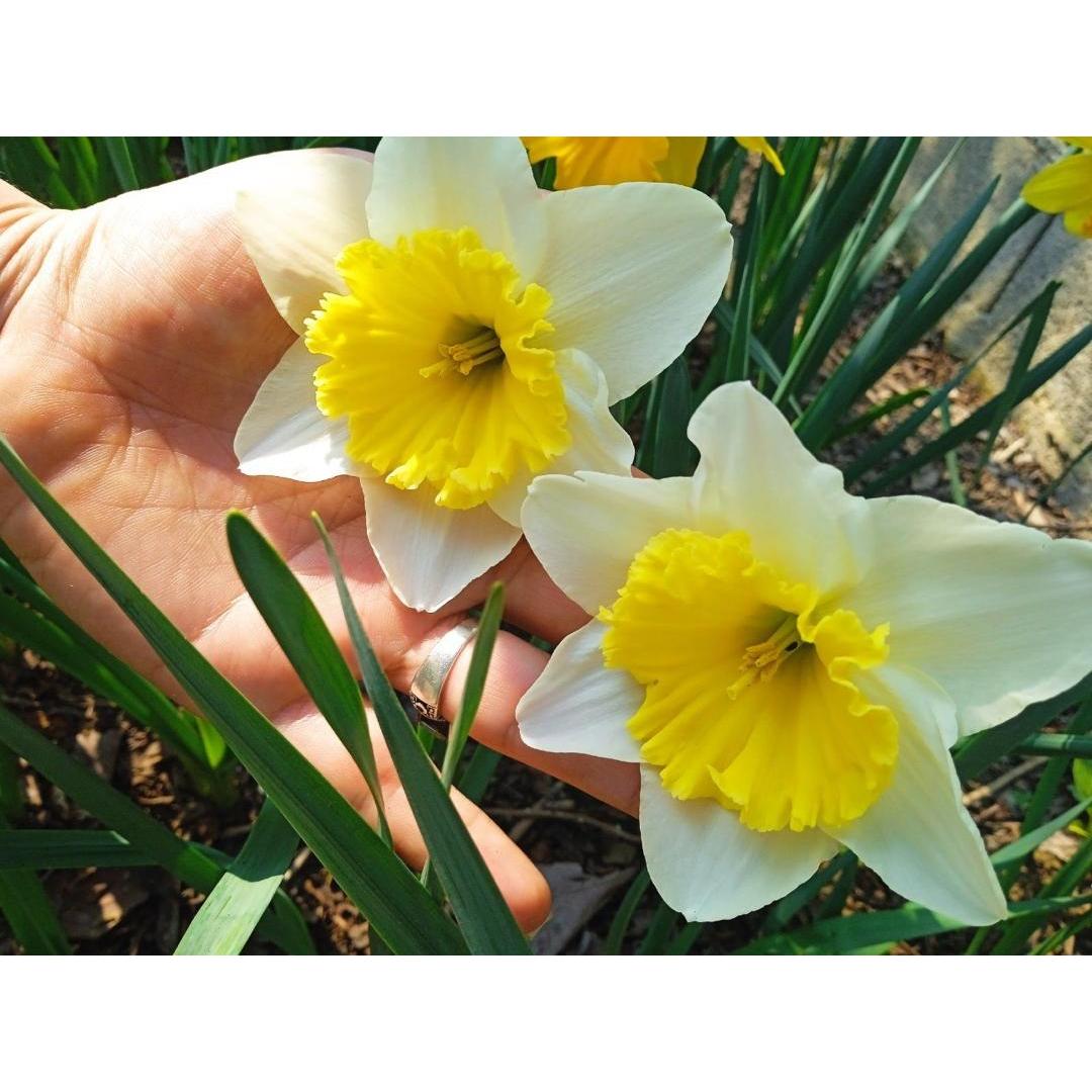 پیاز نرگس آیس فولیس