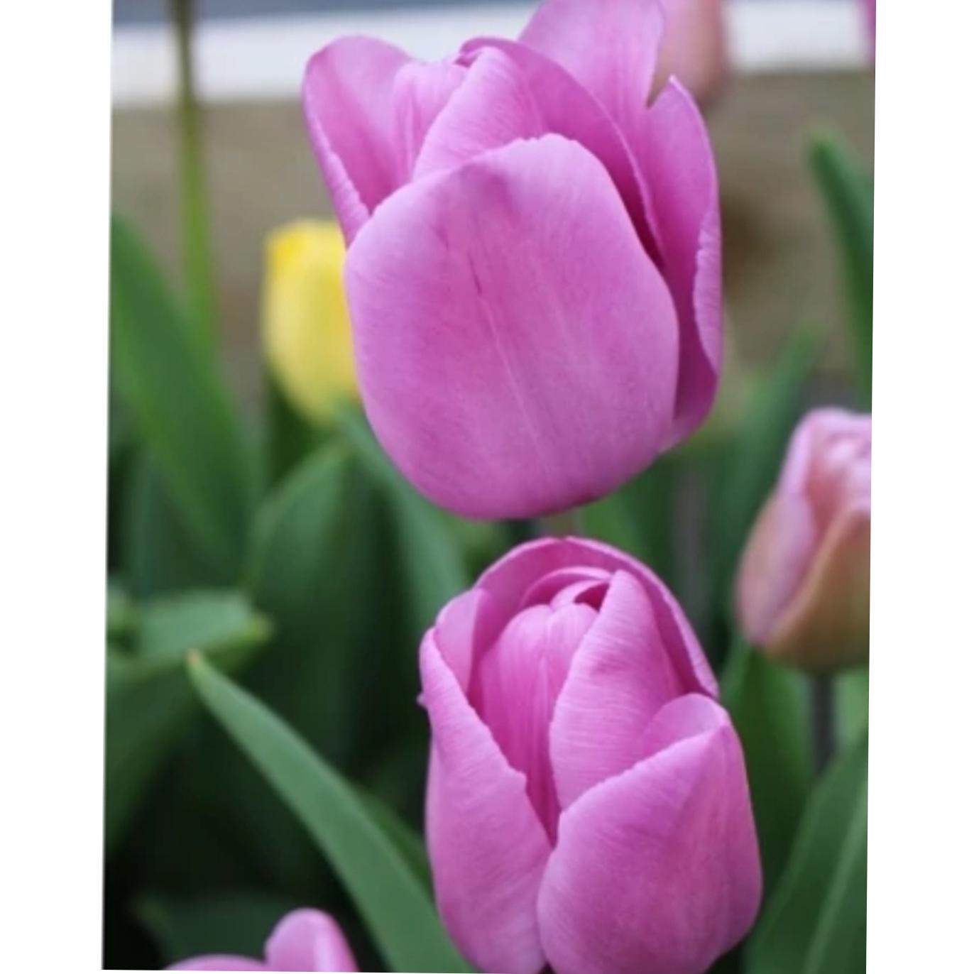 پیاز گل لاله کارولا