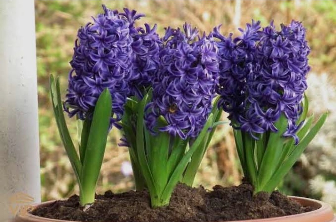 پیاز گل سنبل هلندی