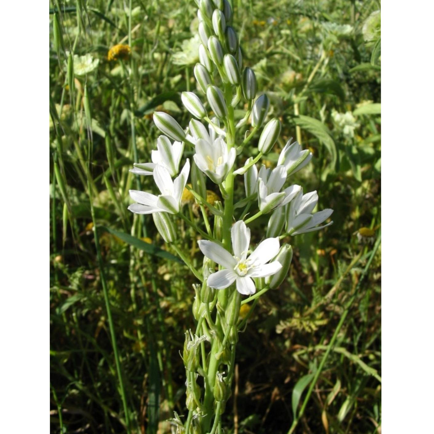 پیاز گیاه زیبا و تزئینی شیر مرغ یا علف تگرگی