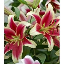 پیازلیلیوم