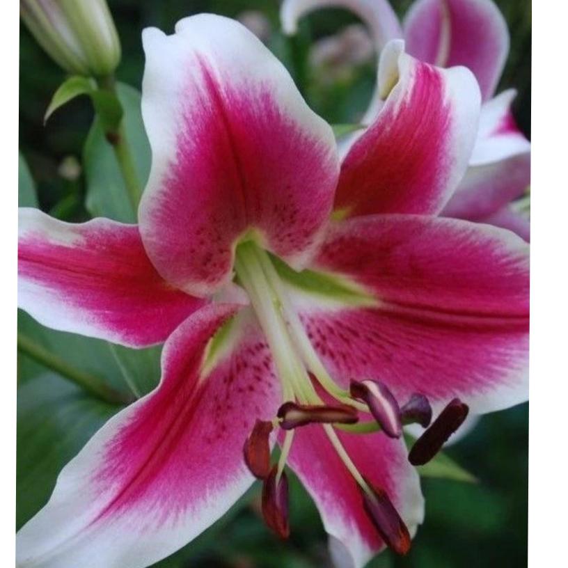 پیازلیلیوم اورینتال (Candy Club)