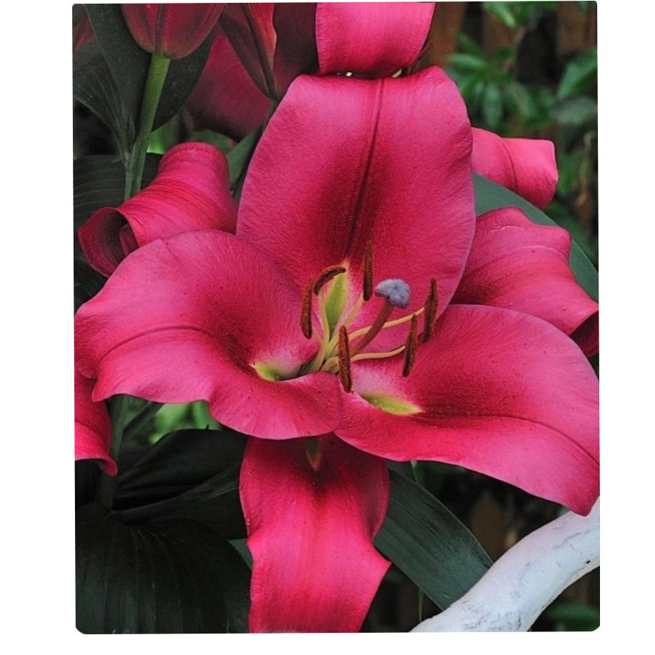 پیازلیلیوم هلندی اورینتال (Carbonero )