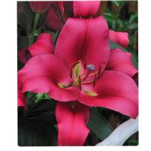 پیازلیلیوم