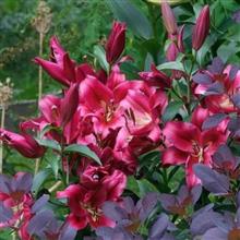 پیازلیلیوم