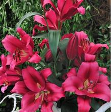 پیازلیلیوم