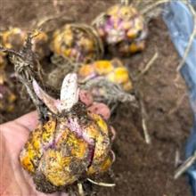 پیازلیلیوم