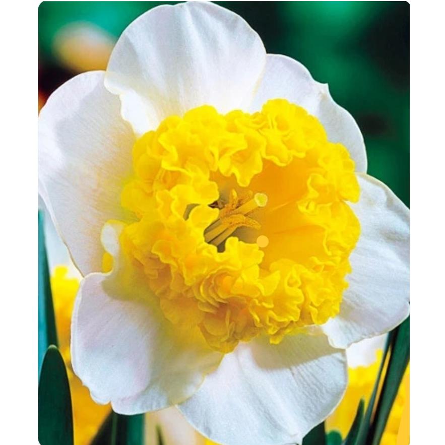 پیاز کمیاب نرگس هلندی Curly