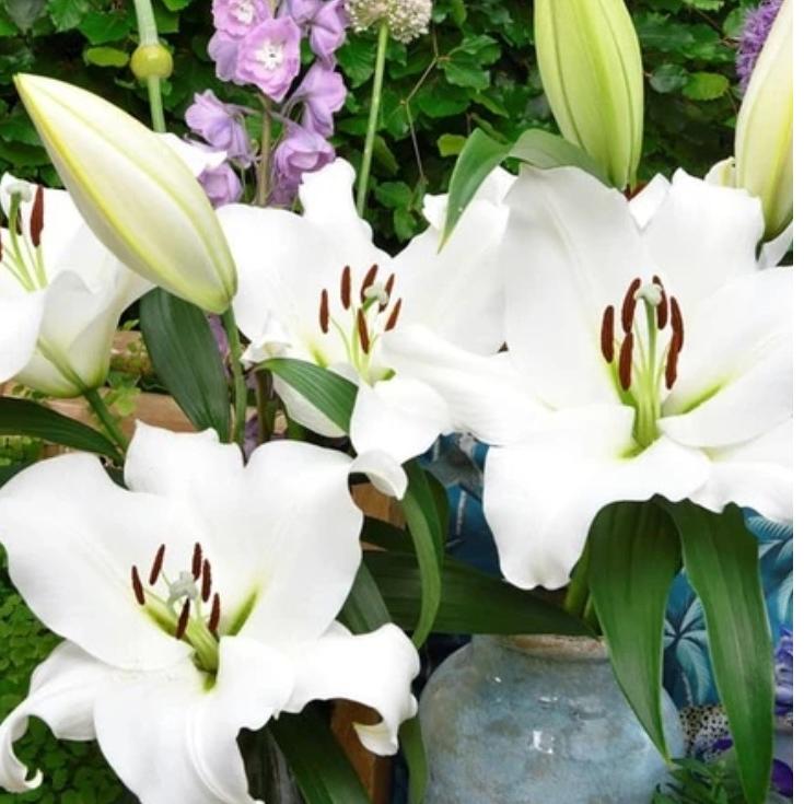 پیازلیلیوم هلندی اورینتال (Sempione)