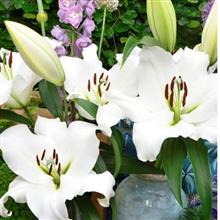 پیازلیلیوم