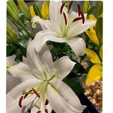 پیازلیلیوم