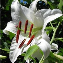 پیازلیلیوم