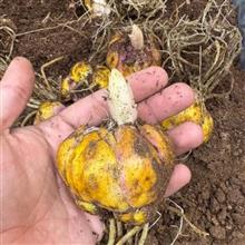 پیازلیلیوم