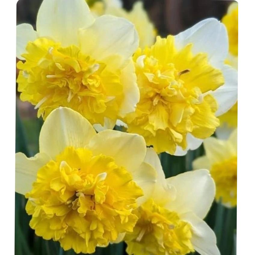 پیاز کمیاب نرگس هلندی full house