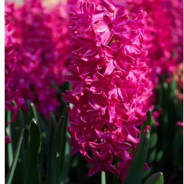 پیازسنبل هلندی(Jan boss)