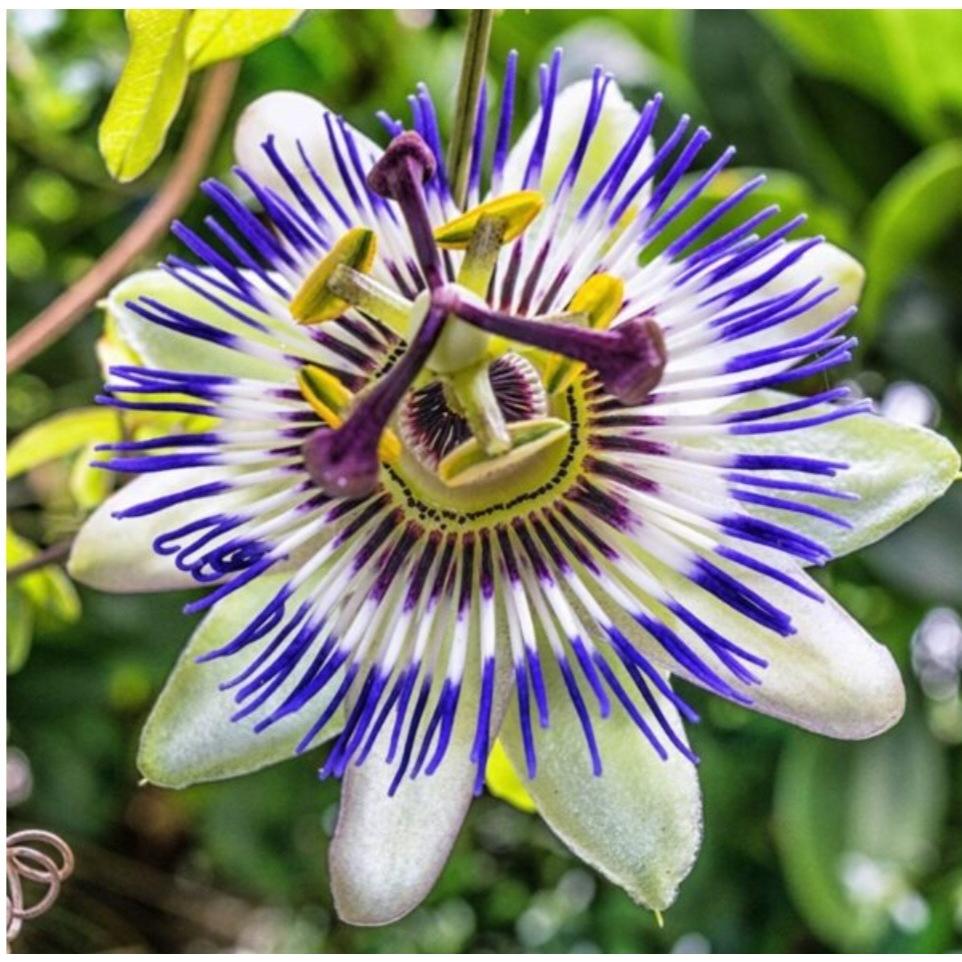 بذر گل ساعتی بسته 5 عددی