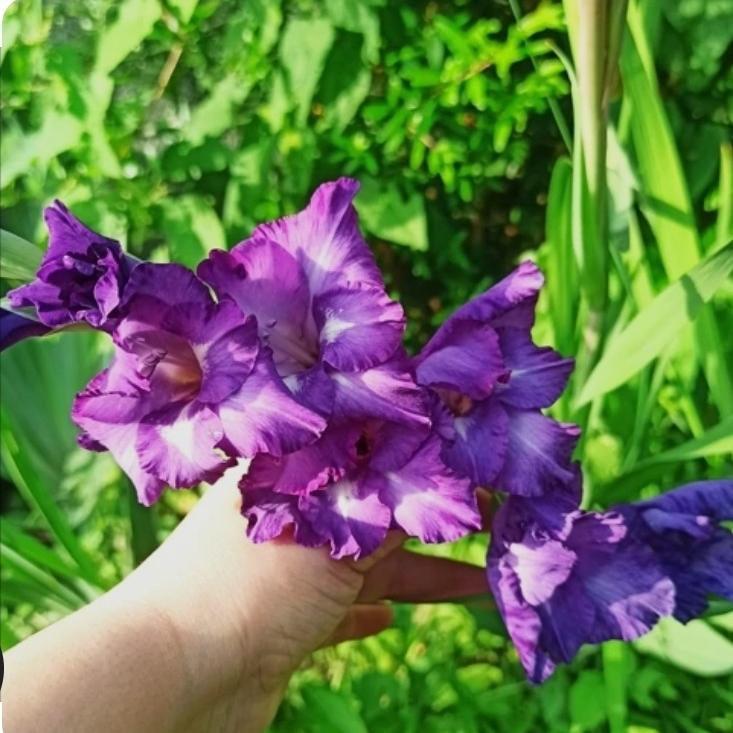 پیاز گلایل بنفش