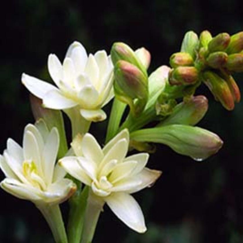 پیاز گل مریم