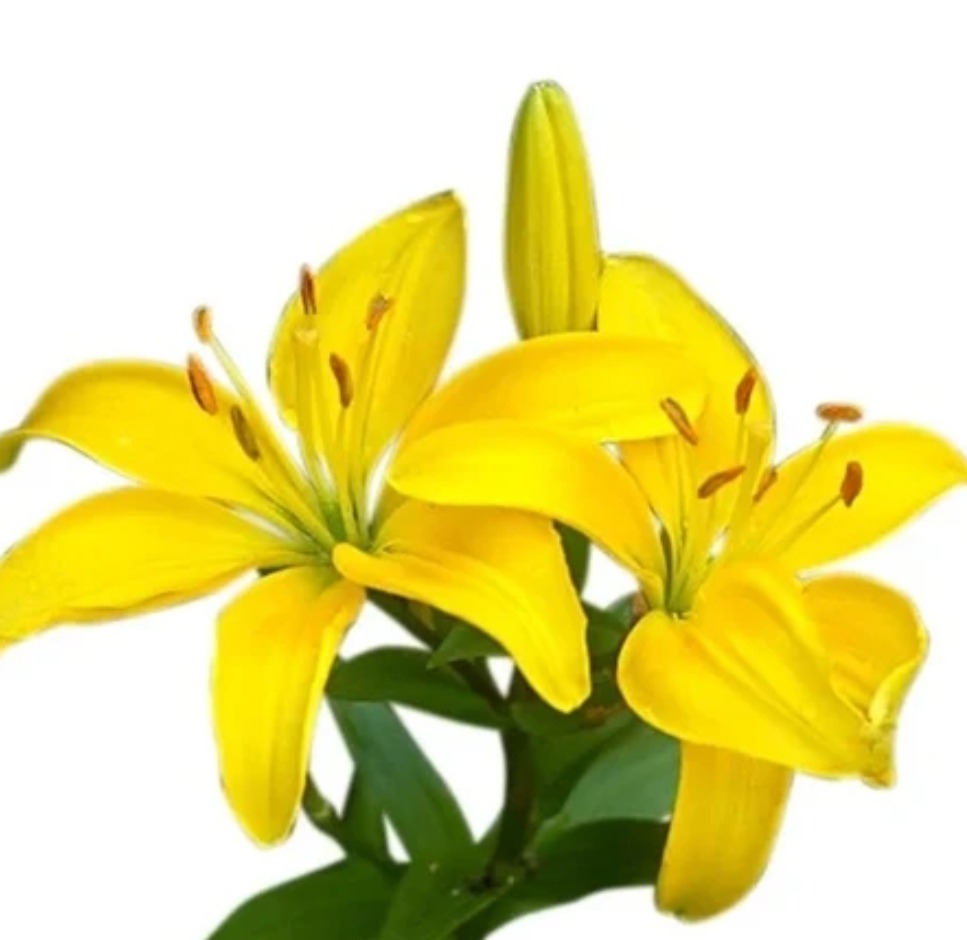 پیاز گل لیلیوم وارداتی زرد رنگ