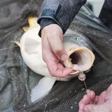 ریسه