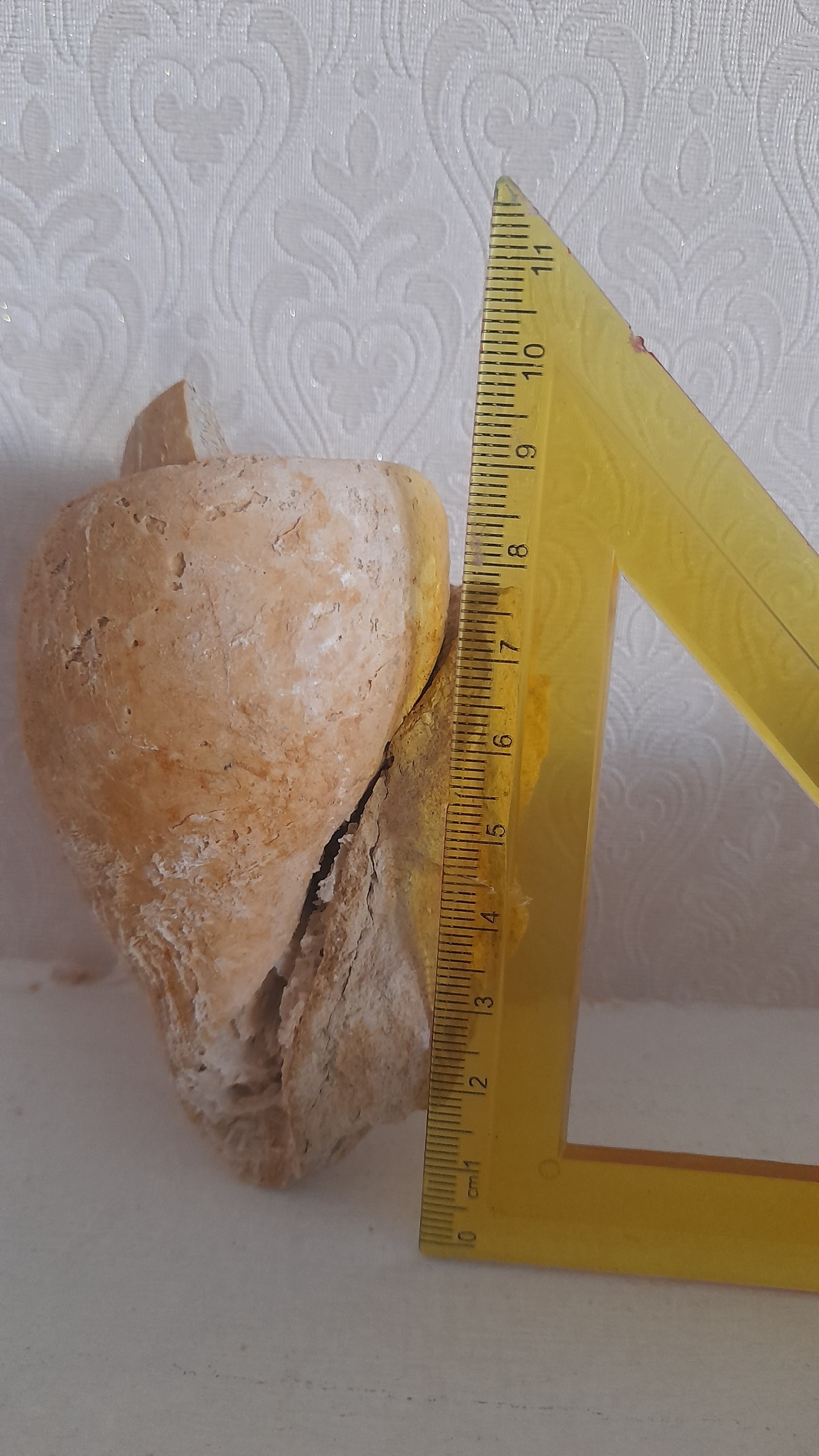 فسیل گاستروپود پرمین