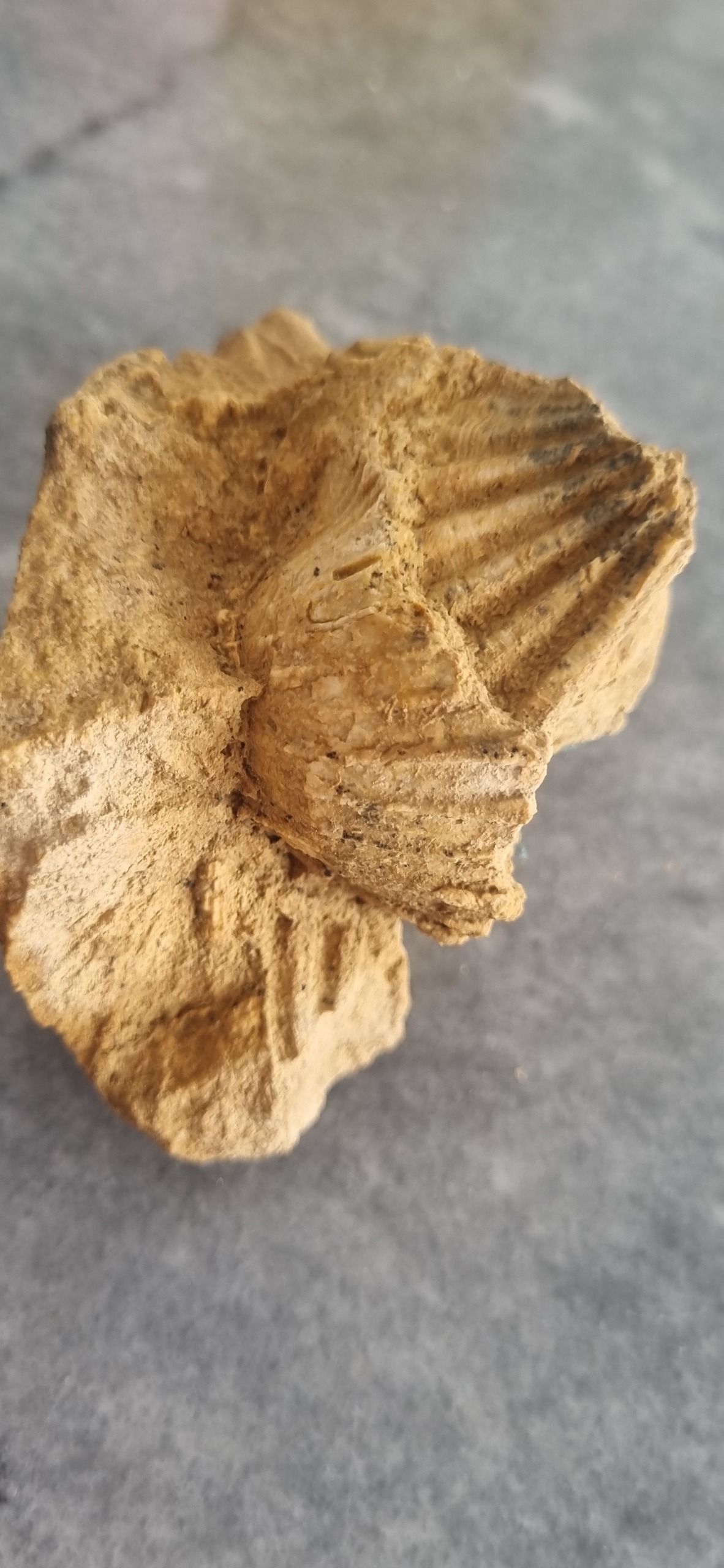 سنگ فسیل قدیمی