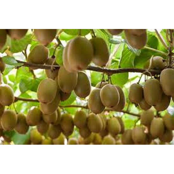 میوه کیوی نارس و رسیده ارسال فوری
