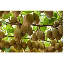 میوه