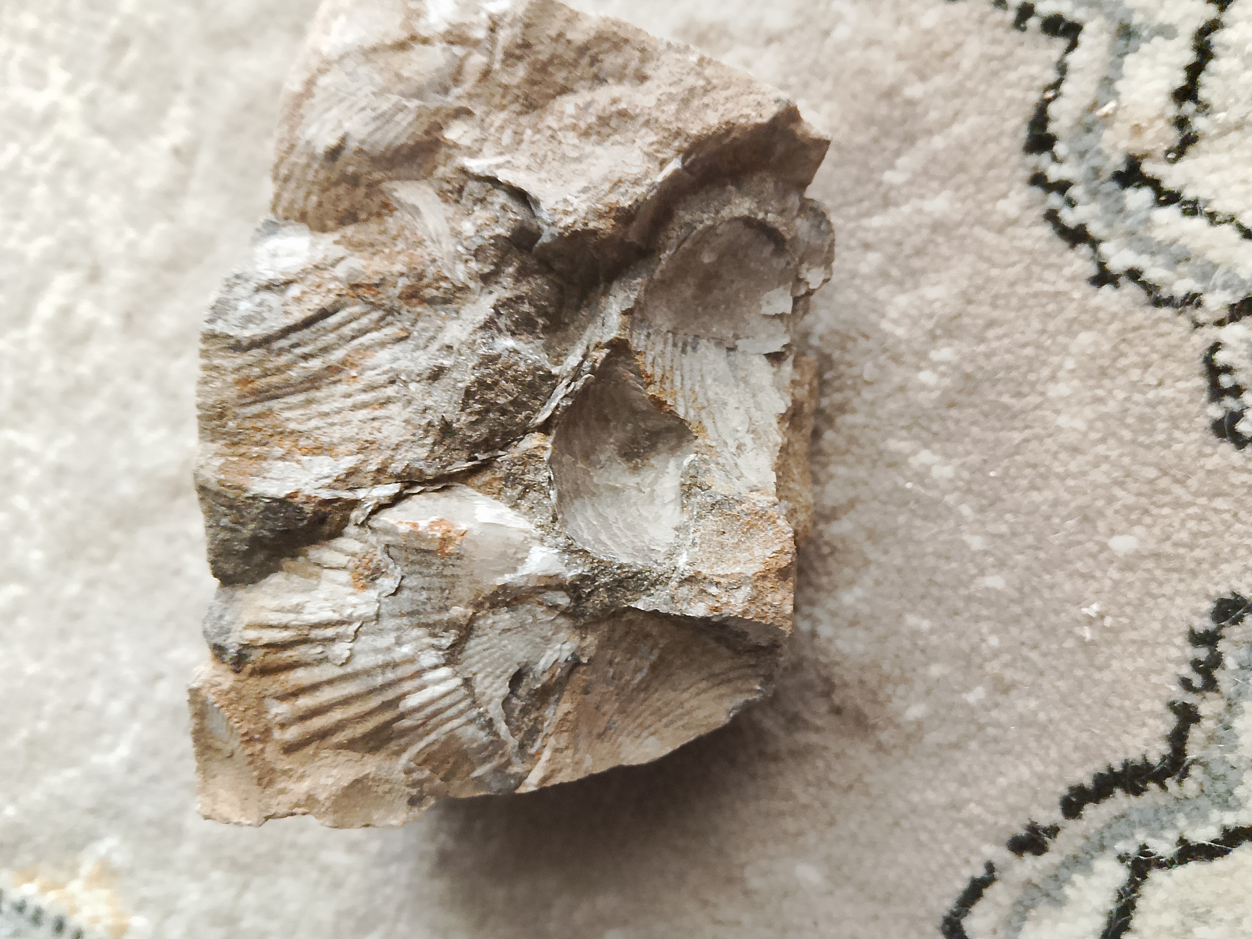 بالای 100 کیلو فسیل