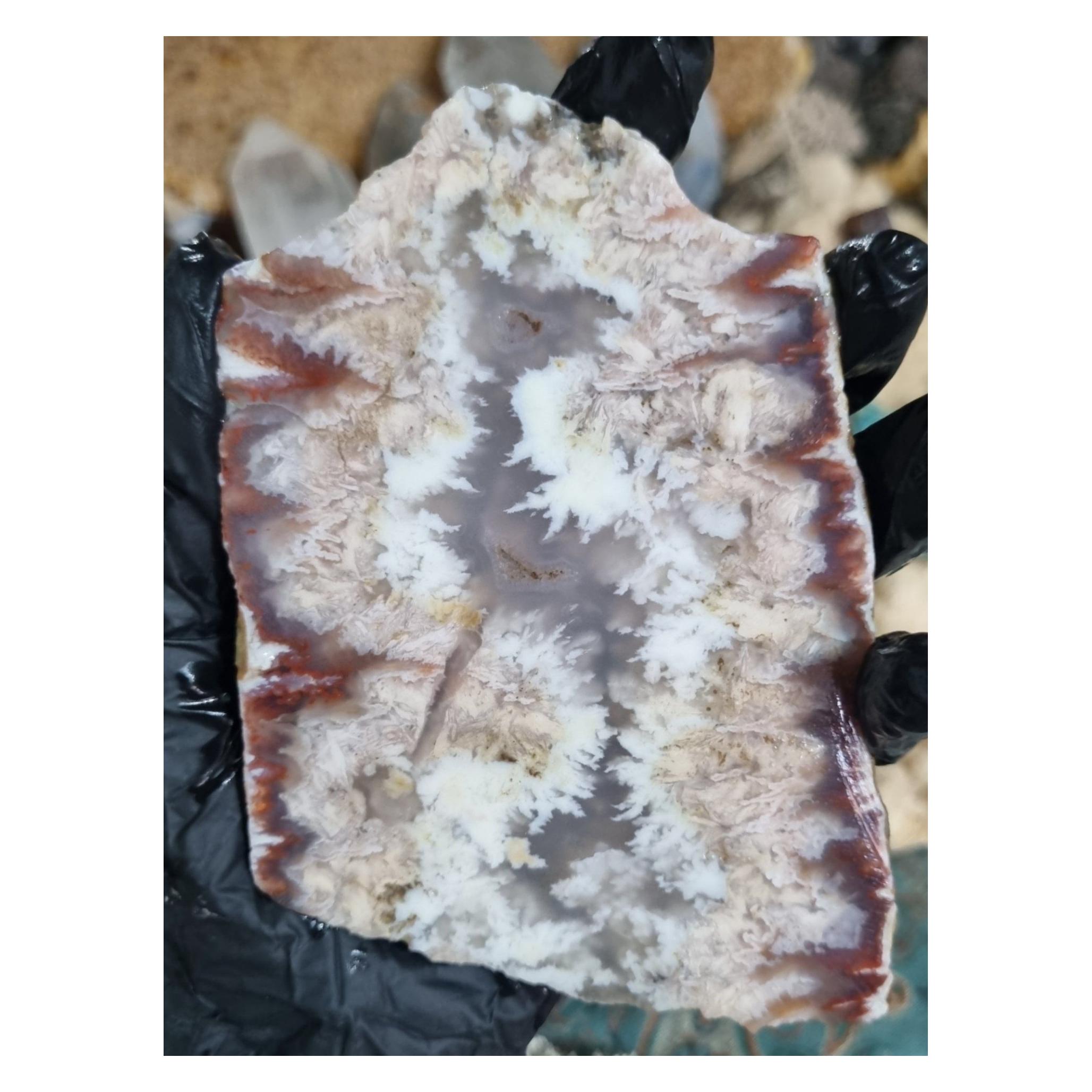 اسلایس شجر قواره بزرگ قیمت99ت