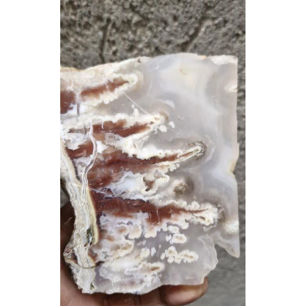 اسلایس شجر ناب