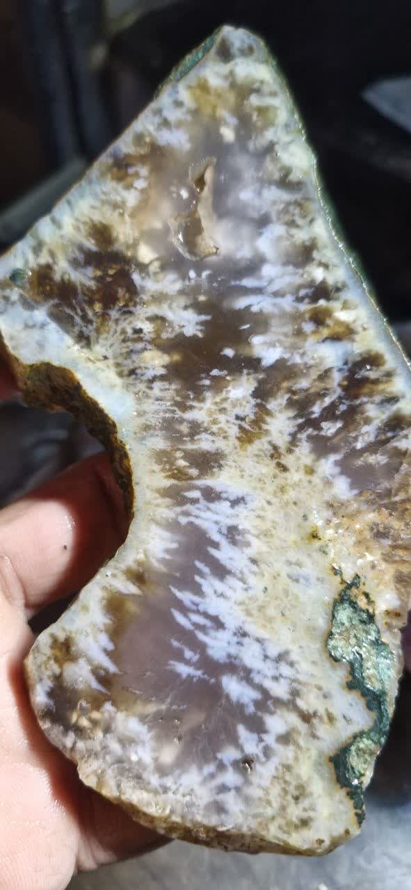 اسلایس شجر ناب