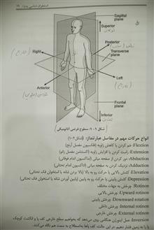 آناتومی